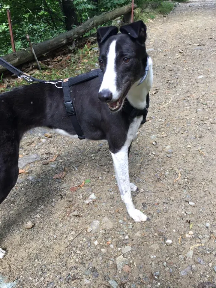 Suzie Greyhound adozione levrieri felici a casa cai anziani