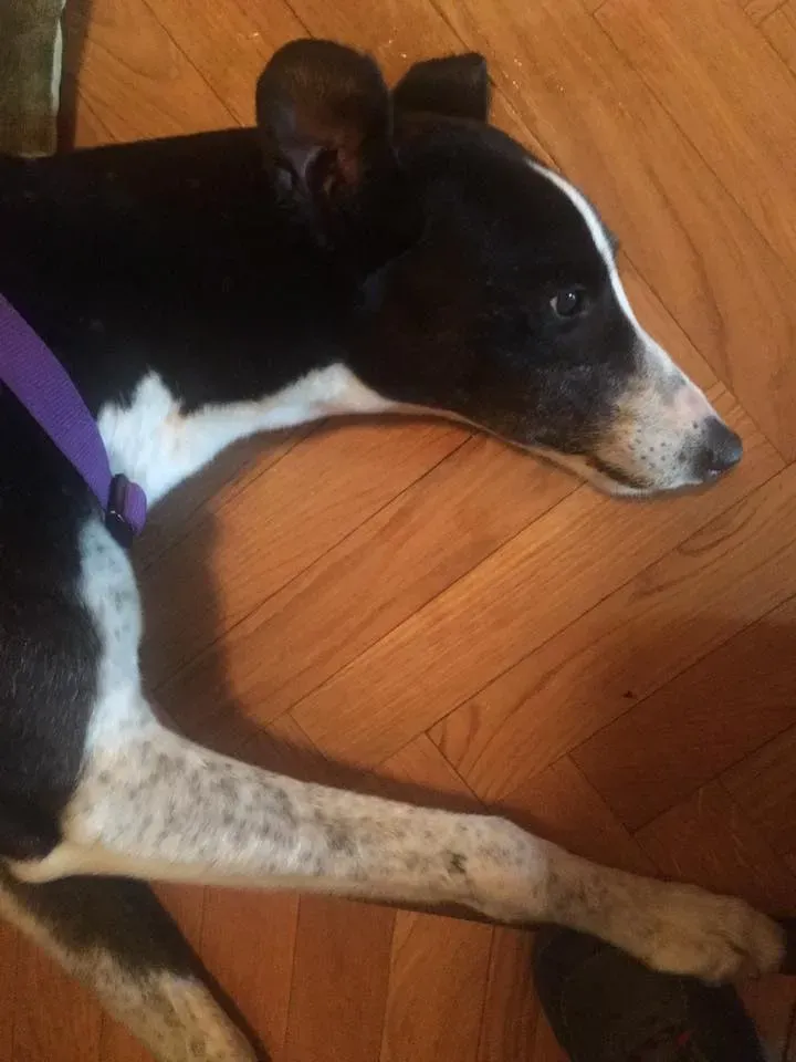 Suzie Greyhound adozione levrieri felici a casa cai anziani b