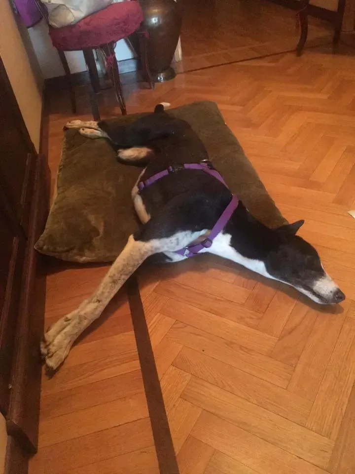Suzie Greyhound adozione levrieri felici a casa cai anziani c