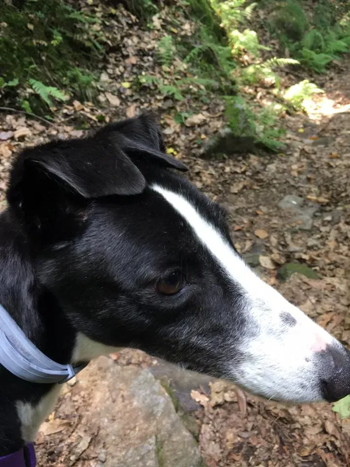 Suzie Greyhound adozione levrieri felici a casa cai anziani d