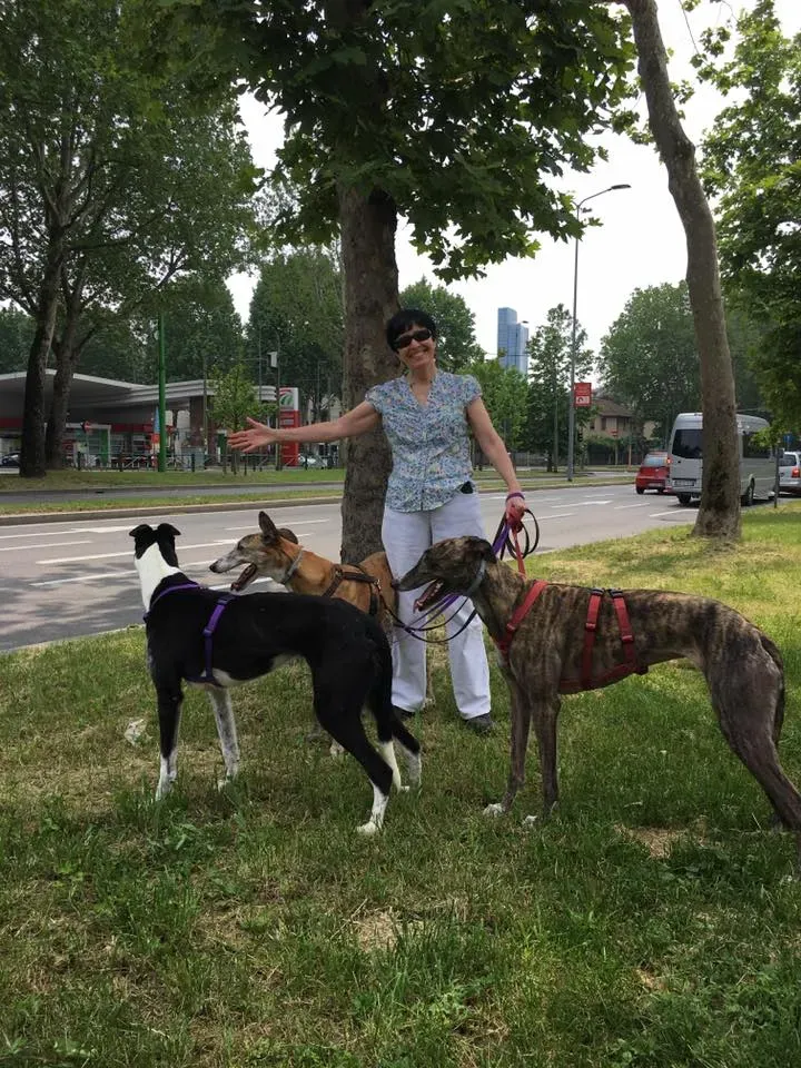 Suzie Greyhound adozione levrieri felici a casa cai anziani e
