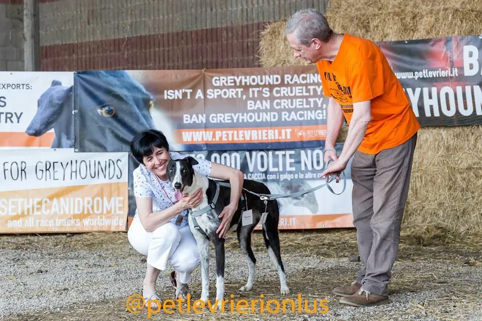 Suzie Greyhound adozione levrieri felici a casa cai anziani f