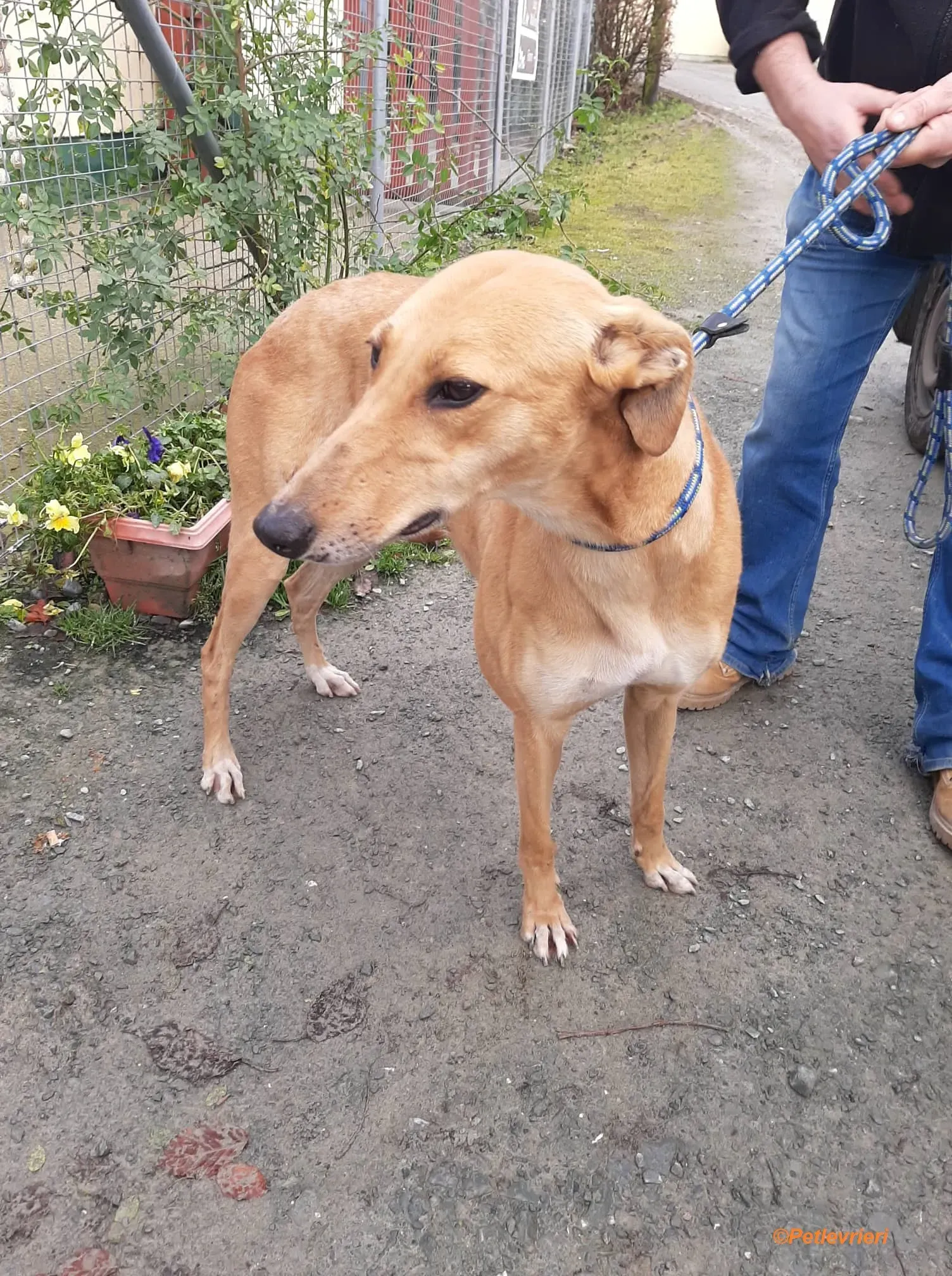 Suzie adozione levrieri greyhound 10