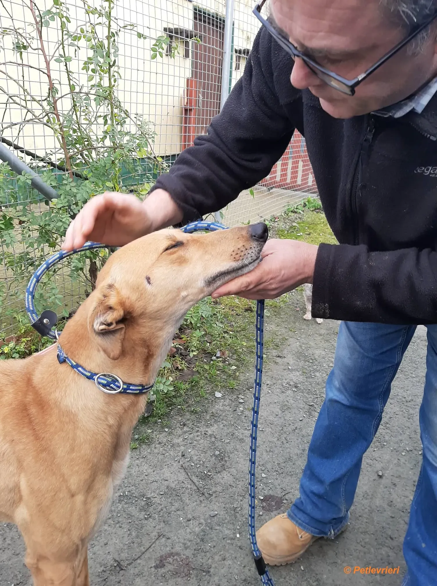 Suzie adozione levrieri greyhound 2