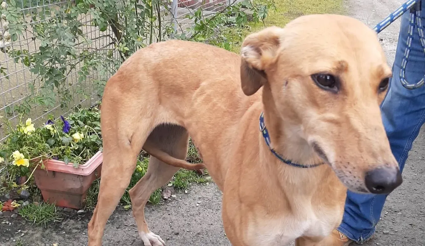 Suzie adozione levrieri greyhound 7 1 e1574867567209