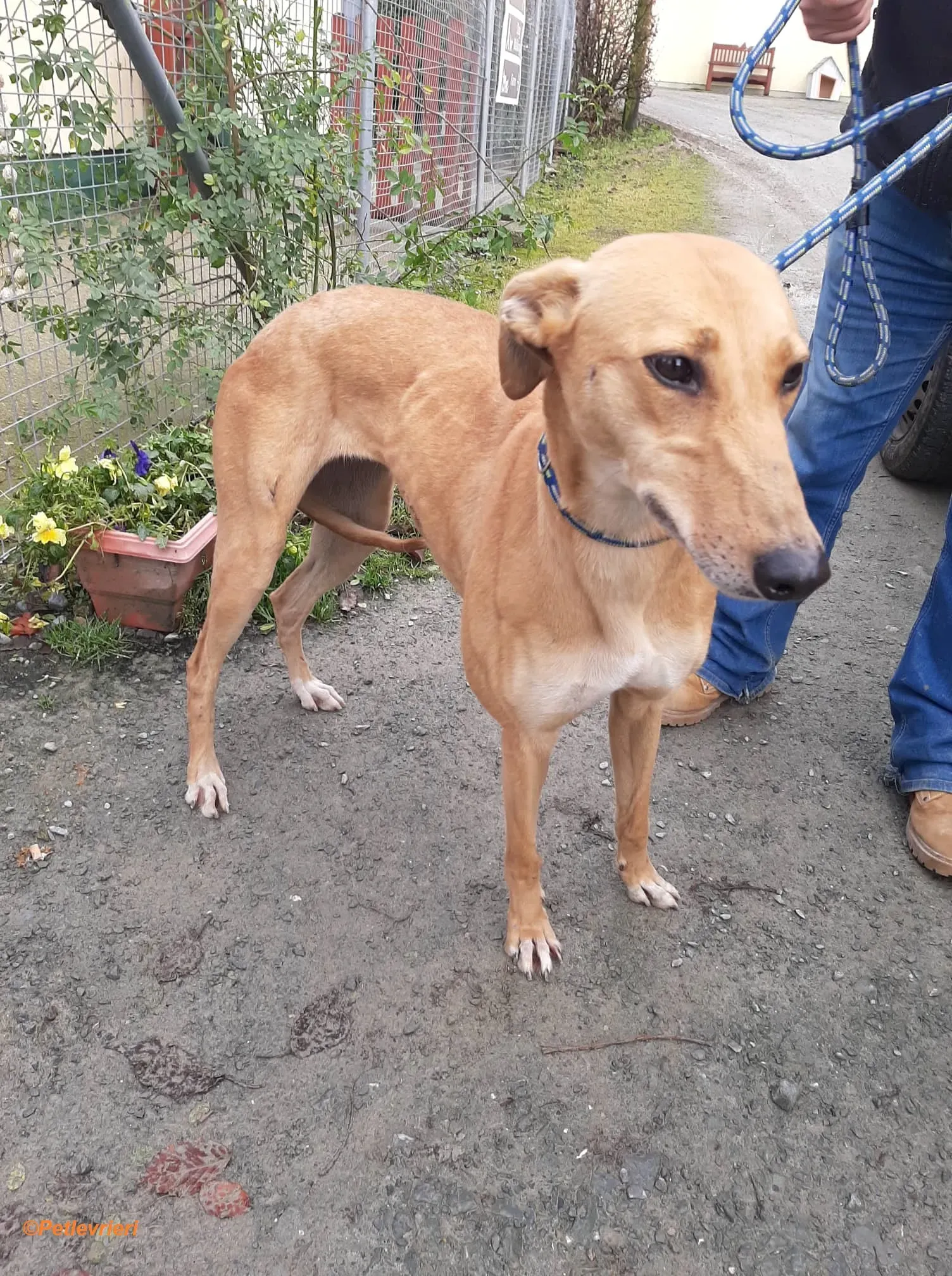 Suzie adozione levrieri greyhound 7