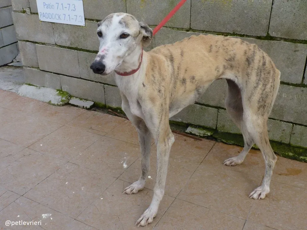 Sweetah adozione galgo 1