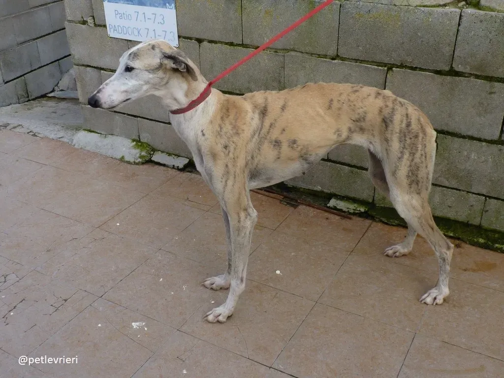 Sweetah adozione galgo 2
