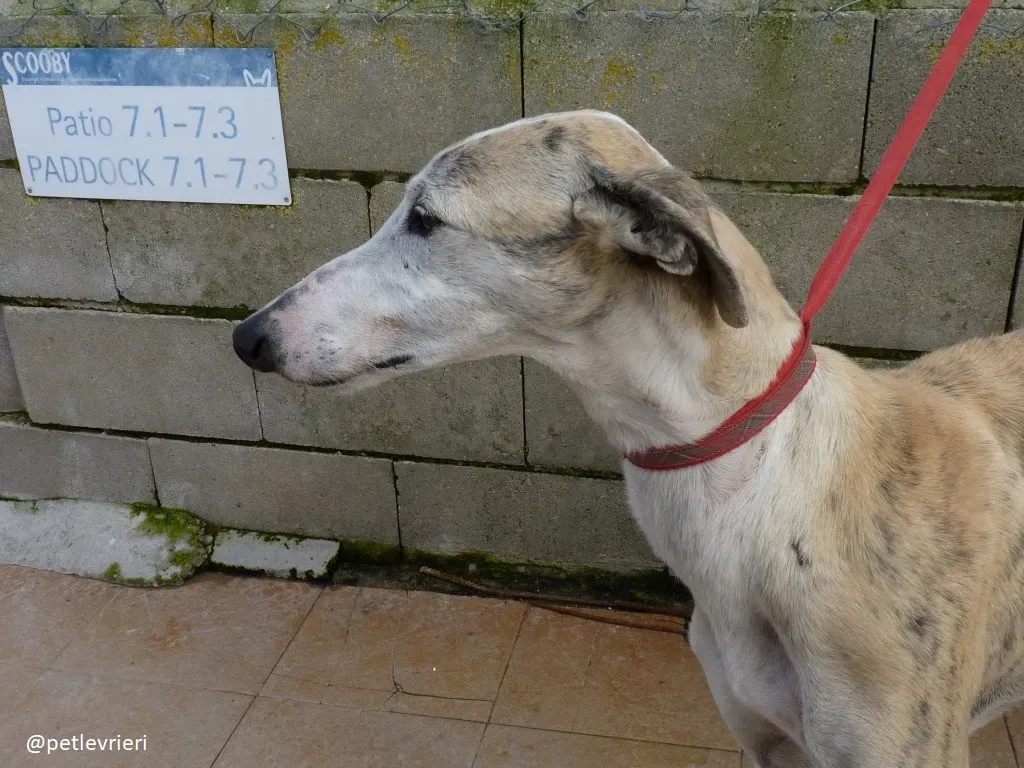 Sweetah adozione galgo 3