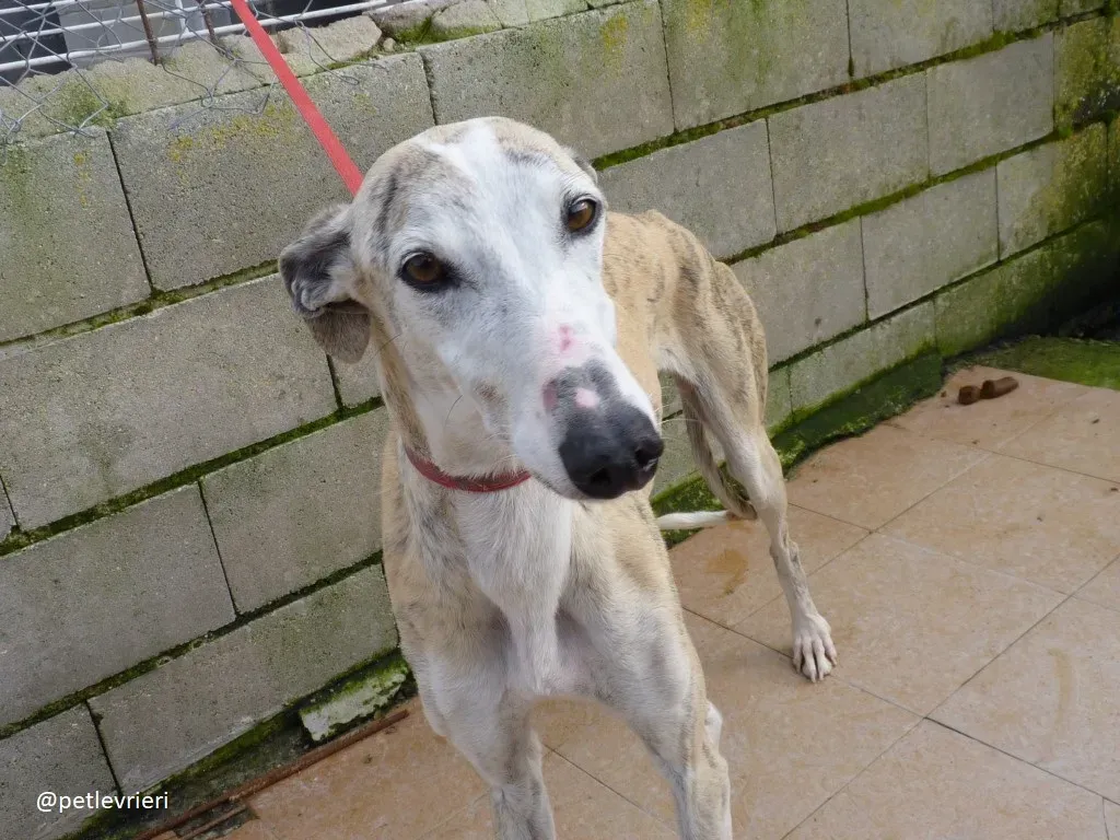 Sweetah adozione galgo 4