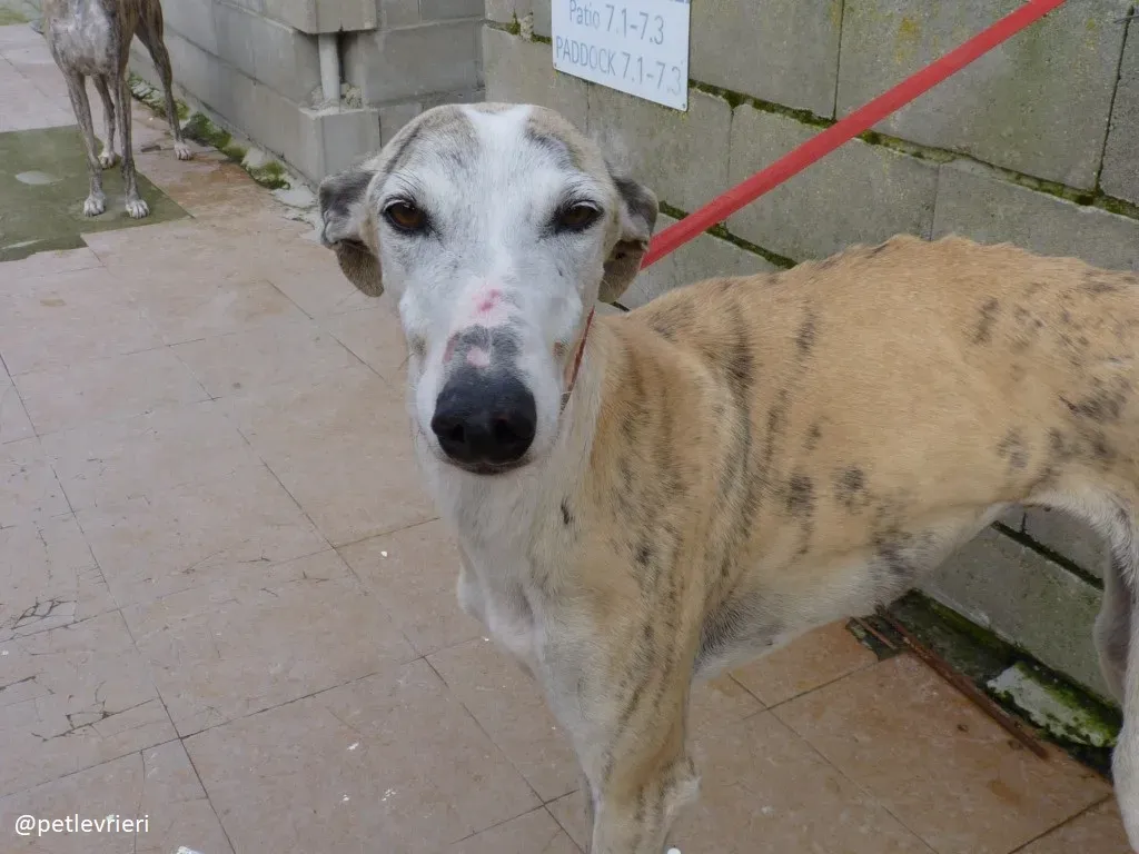 Sweetah adozione galgo 5