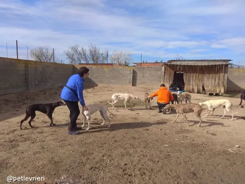 Sweetah adozione galgo 6