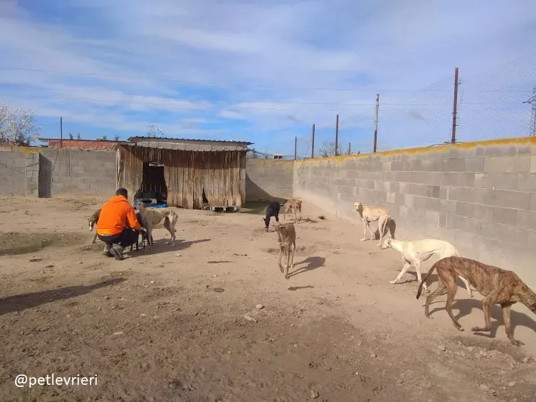 Sweetah adozione galgo 7