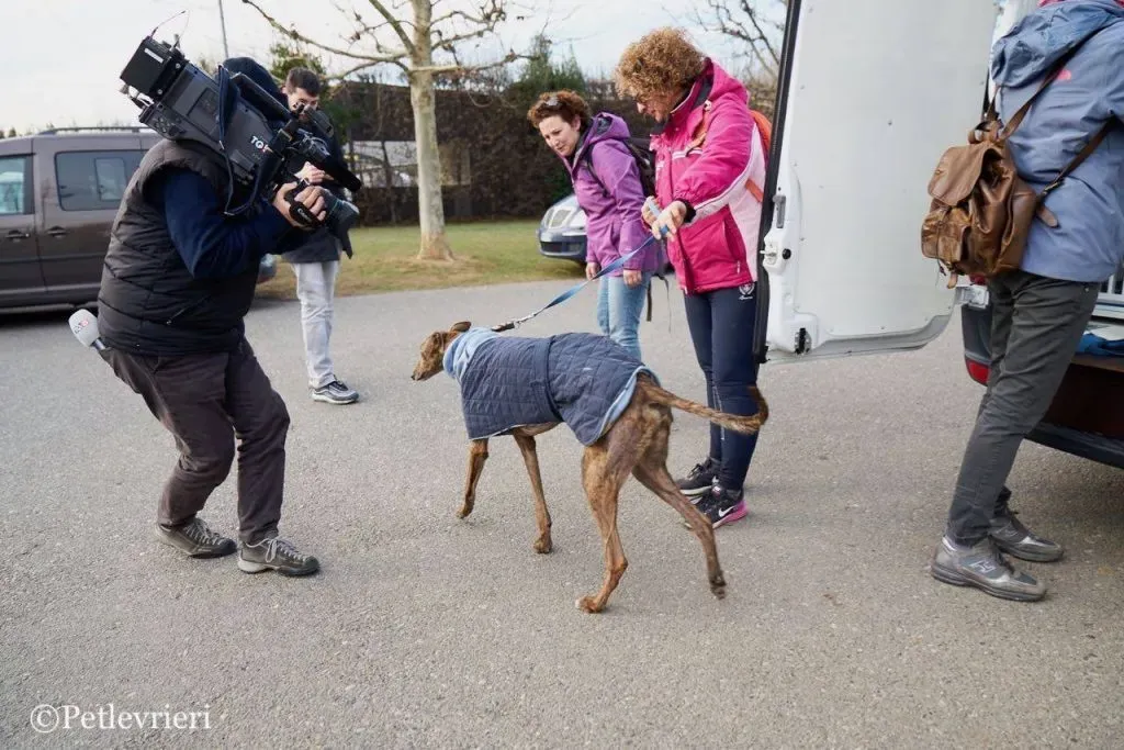 Swift Tazz Greyhound Canidrome Macau Adozione Levriero 1