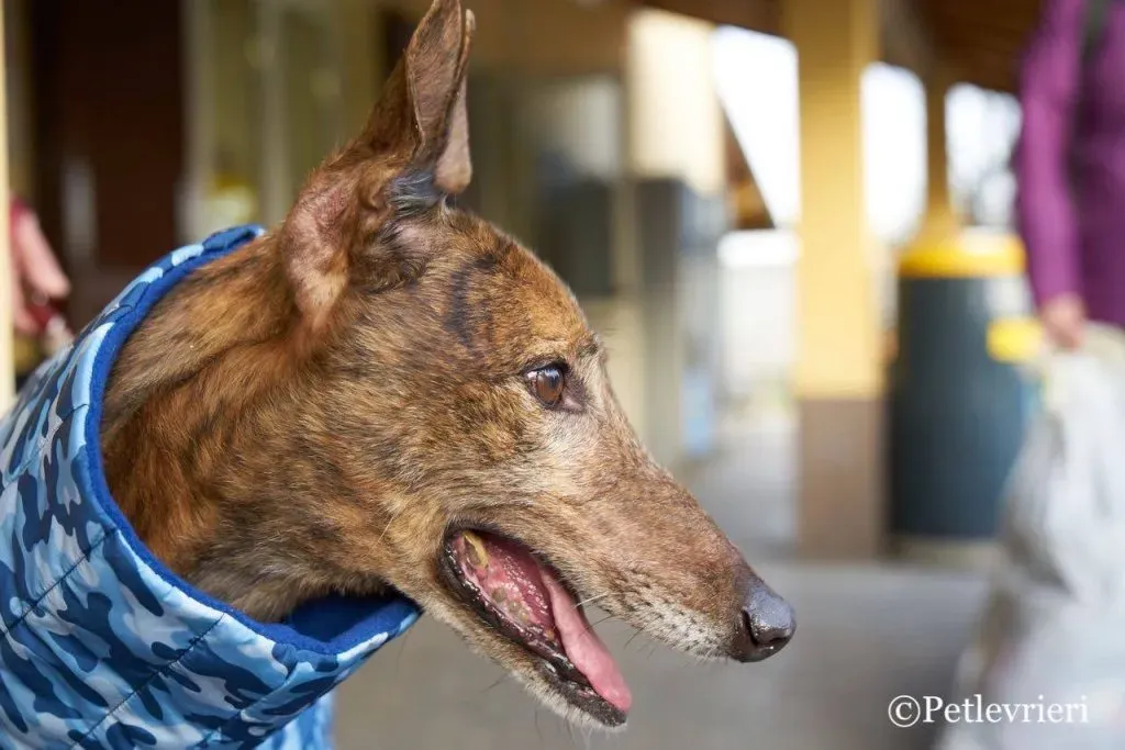 Swift Tazz Greyhound Canidrome Macau Adozione Levriero 10