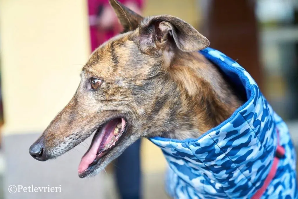 Swift Tazz Greyhound Canidrome Macau Adozione Levriero 11