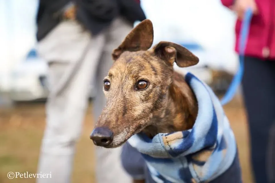 Swift Tazz Greyhound Canidrome Macau Adozione Levriero 12