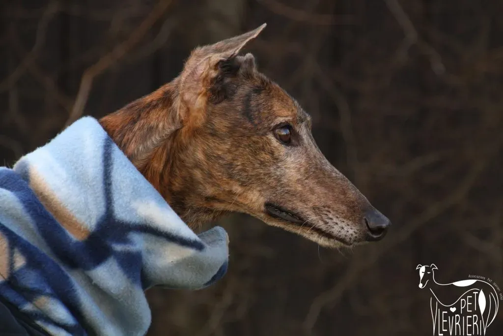 Swift Tazz Greyhound Canidrome Macau Adozione Levriero 13