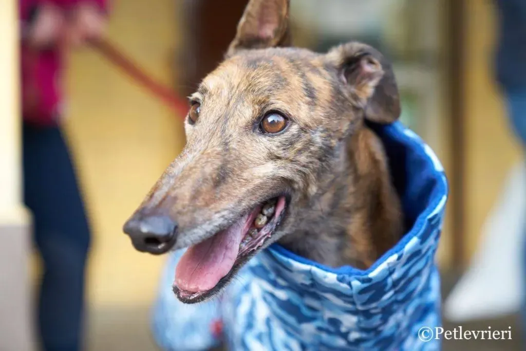 Swift Tazz Greyhound Canidrome Macau Adozione Levriero 14