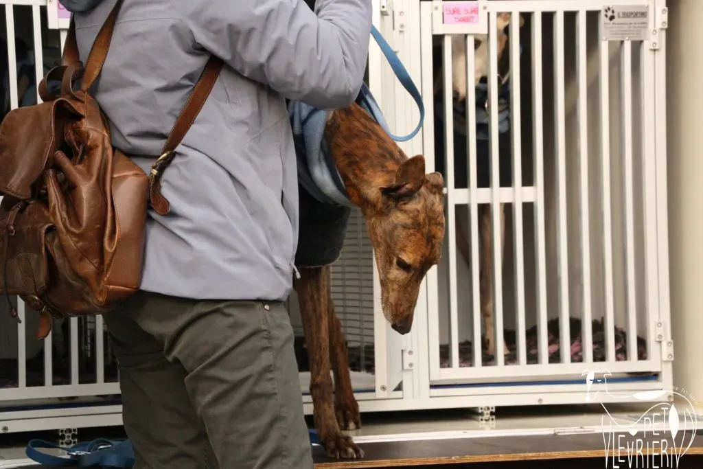 Swift Tazz Greyhound Canidrome Macau Adozione Levriero 15