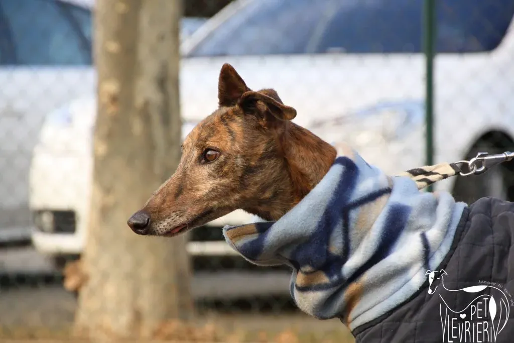 Swift Tazz Greyhound Canidrome Macau Adozione Levriero 16