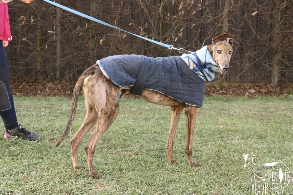 Swift Tazz Greyhound Canidrome Macau Adozione Levriero 17
