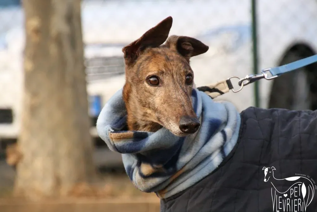 Swift Tazz Greyhound Canidrome Macau Adozione Levriero 18