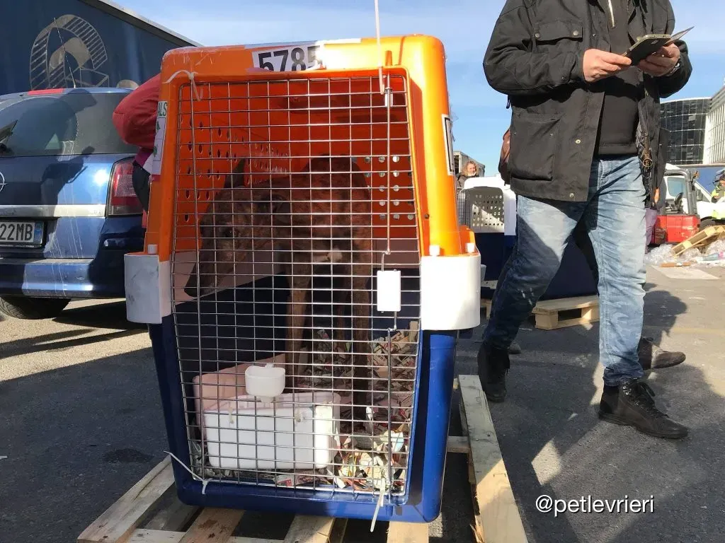 Swift Tazz Greyhound Canidrome Macau Adozione Levriero 19