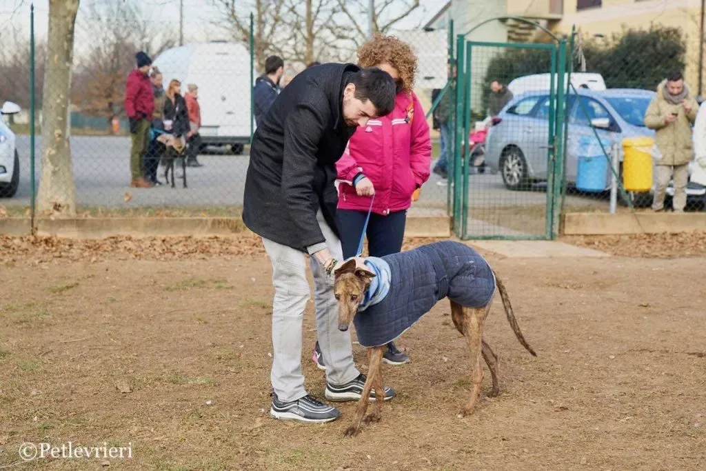 Swift Tazz Greyhound Canidrome Macau Adozione Levriero 2