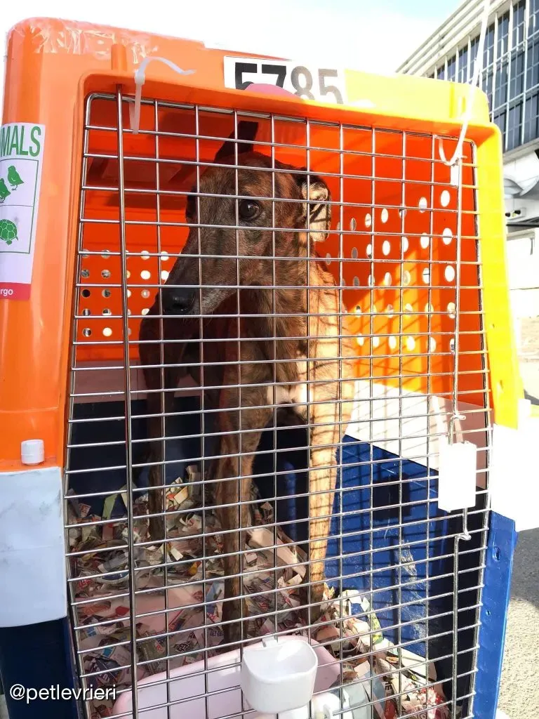 Swift Tazz Greyhound Canidrome Macau Adozione Levriero 20