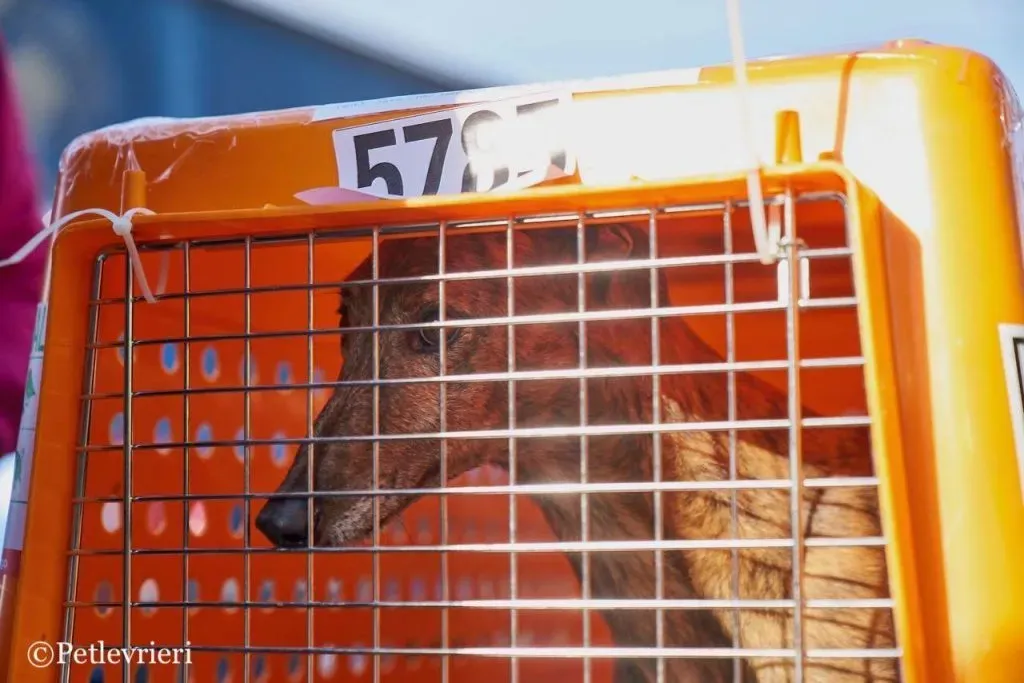 Swift Tazz Greyhound Canidrome Macau Adozione Levriero 21