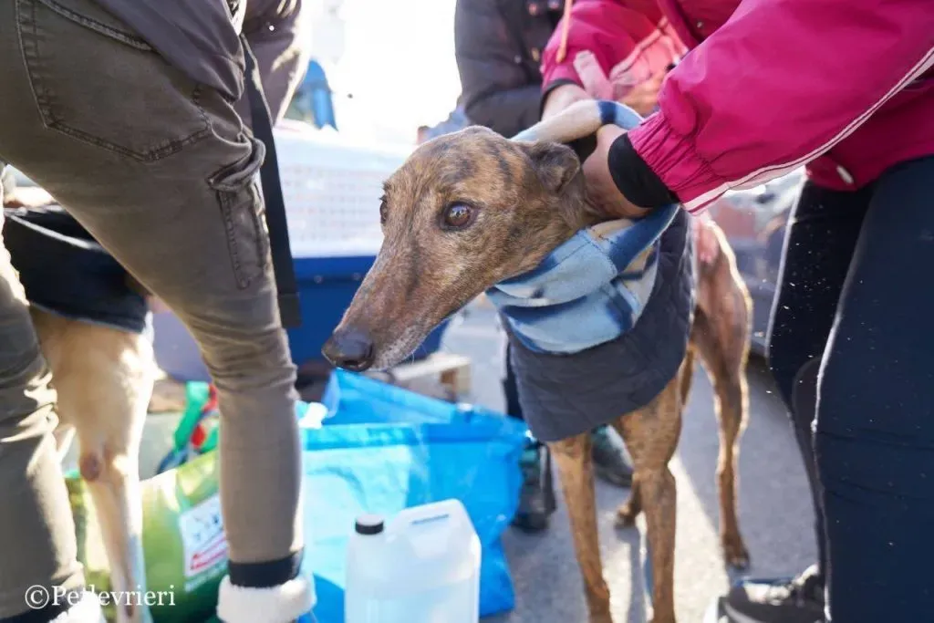 Swift Tazz Greyhound Canidrome Macau Adozione Levriero 22
