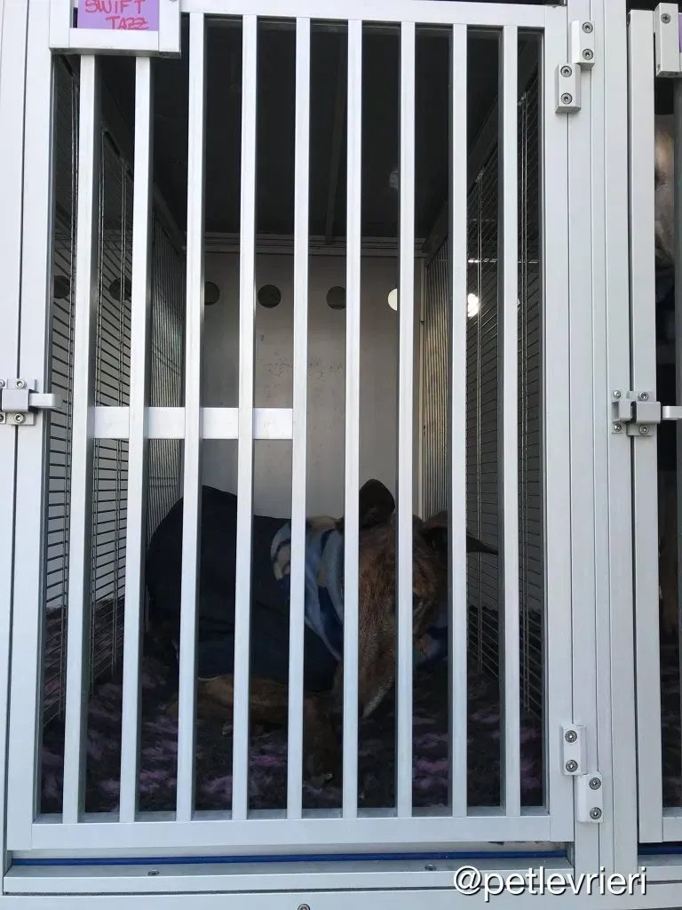 Swift Tazz Greyhound Canidrome Macau Adozione Levriero 23