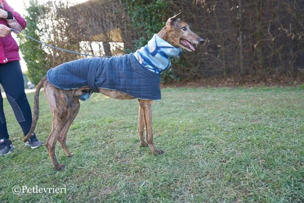 Swift Tazz Greyhound Canidrome Macau Adozione Levriero 3