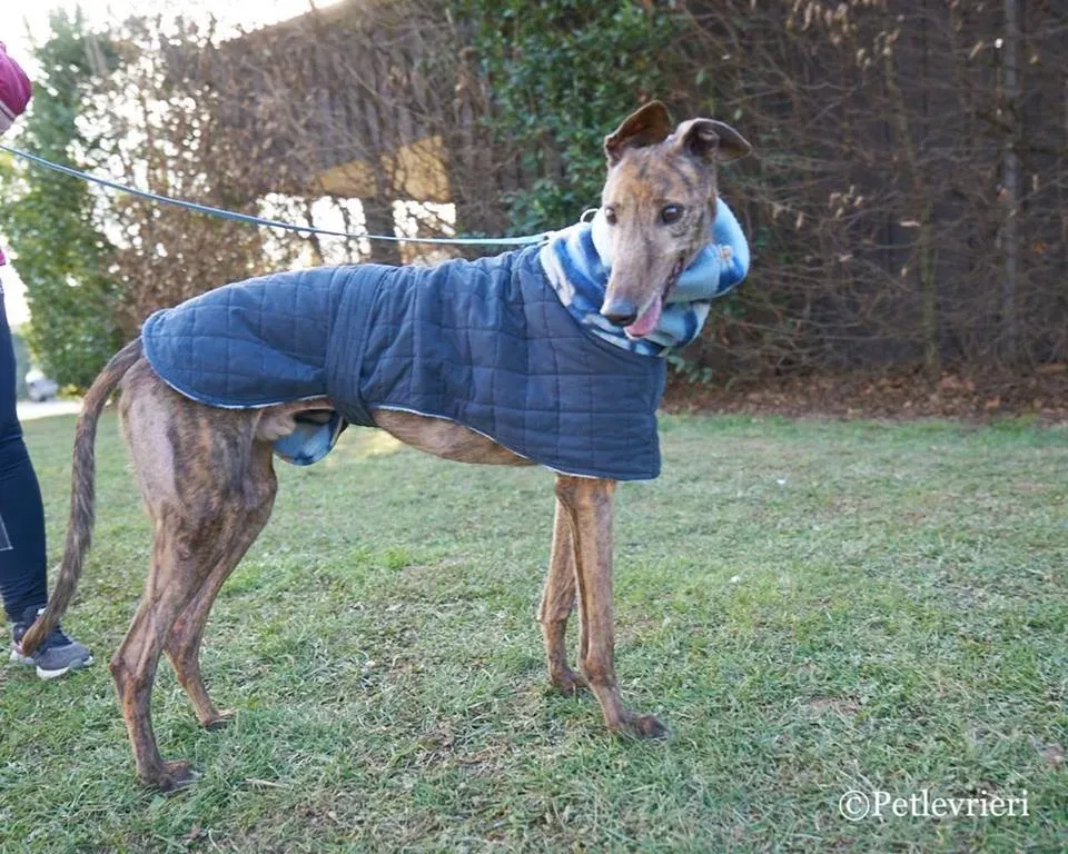 Swift Tazz Greyhound Canidrome Macau Adozione Levriero 4