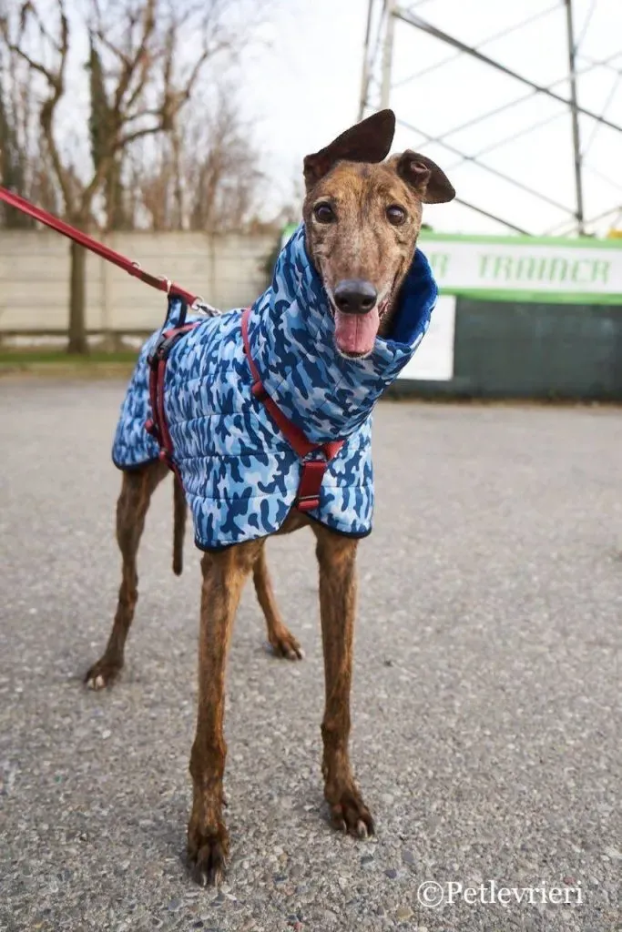 Swift Tazz Greyhound Canidrome Macau Adozione Levriero 5