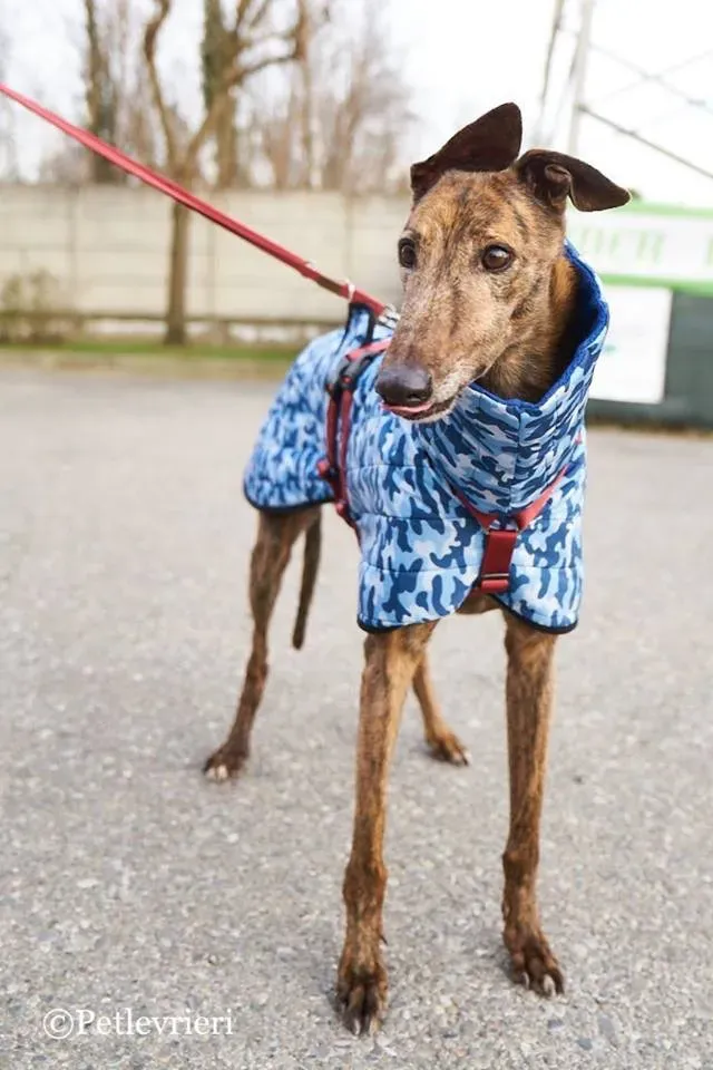 Swift Tazz Greyhound Canidrome Macau Adozione Levriero 6