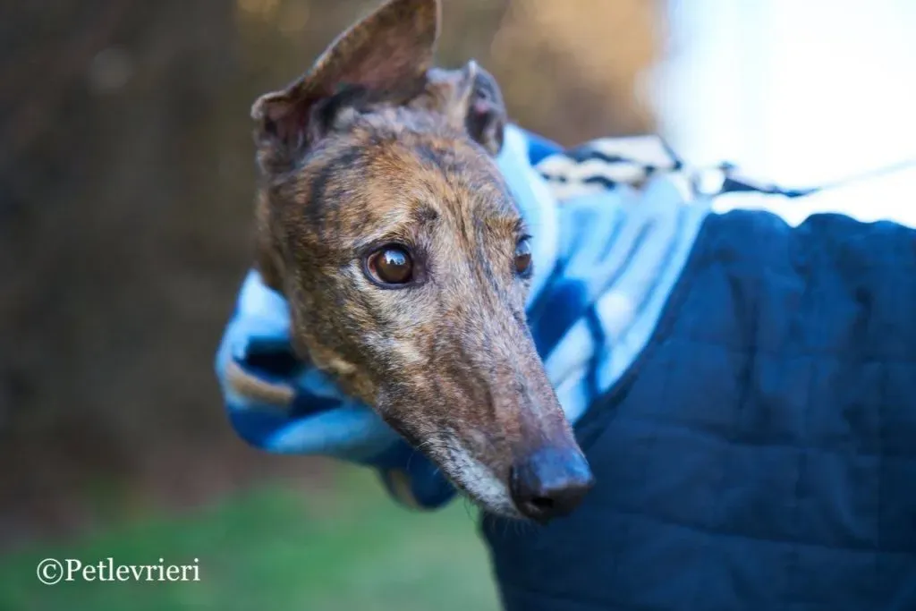 Swift Tazz Greyhound Canidrome Macau Adozione Levriero 7