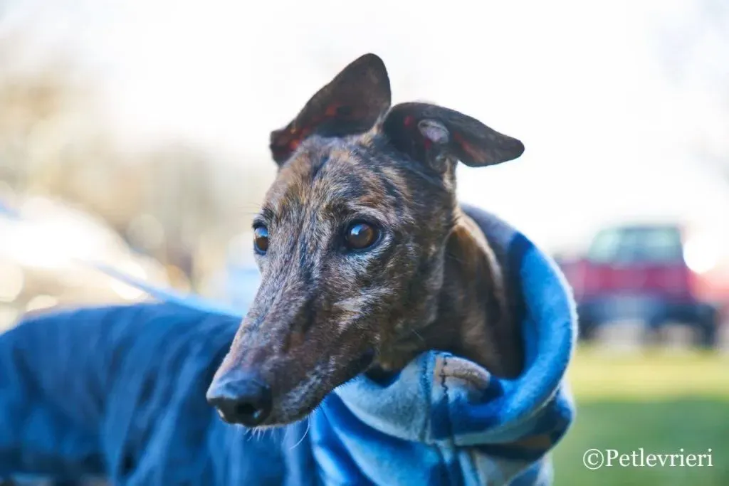 Swift Tazz Greyhound Canidrome Macau Adozione Levriero 8