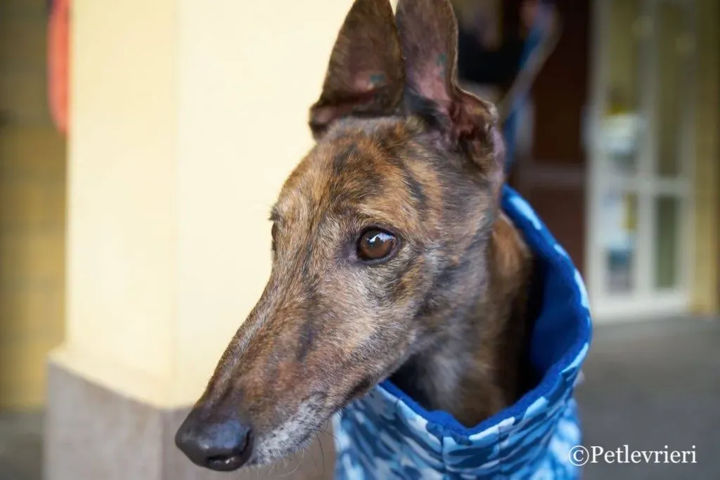 Swift Tazz Greyhound Canidrome Macau Adozione Levriero 9