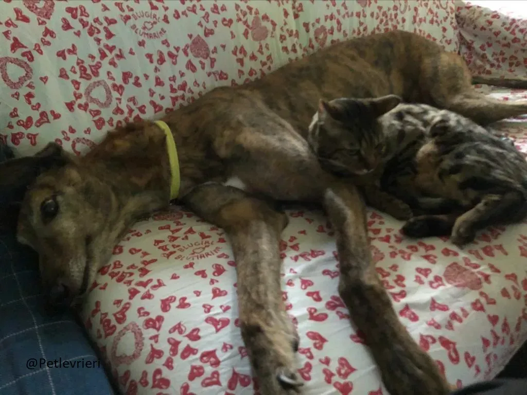 Swift Tazz Greyhound Canidrome Macau Salvo e rispettato 1