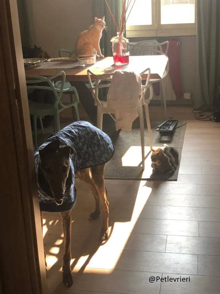 Swift Tazz Greyhound Canidrome Macau Salvo e rispettato 2