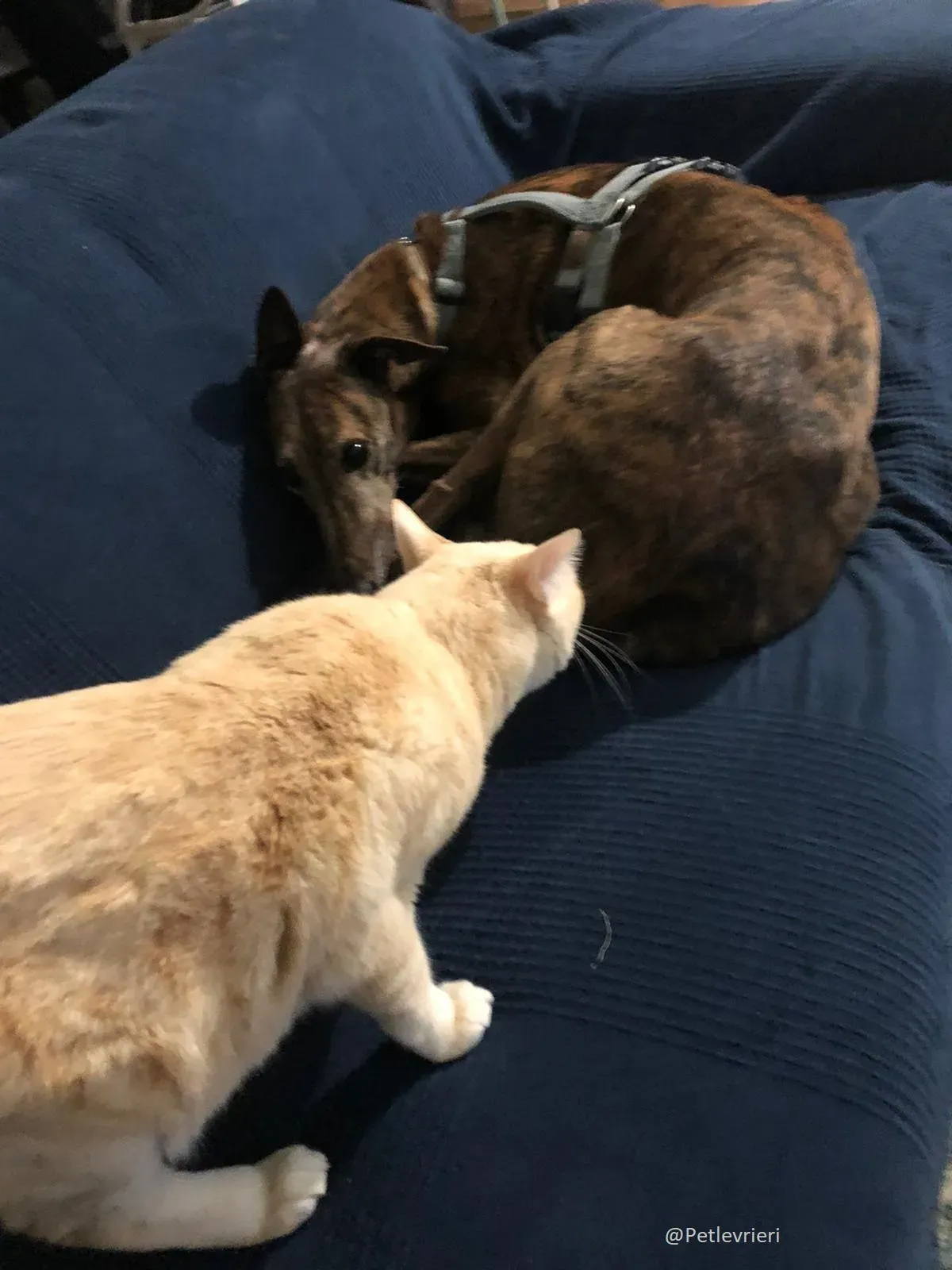 Swift Tazz Greyhound Canidrome Macau Salvo e rispettato 3