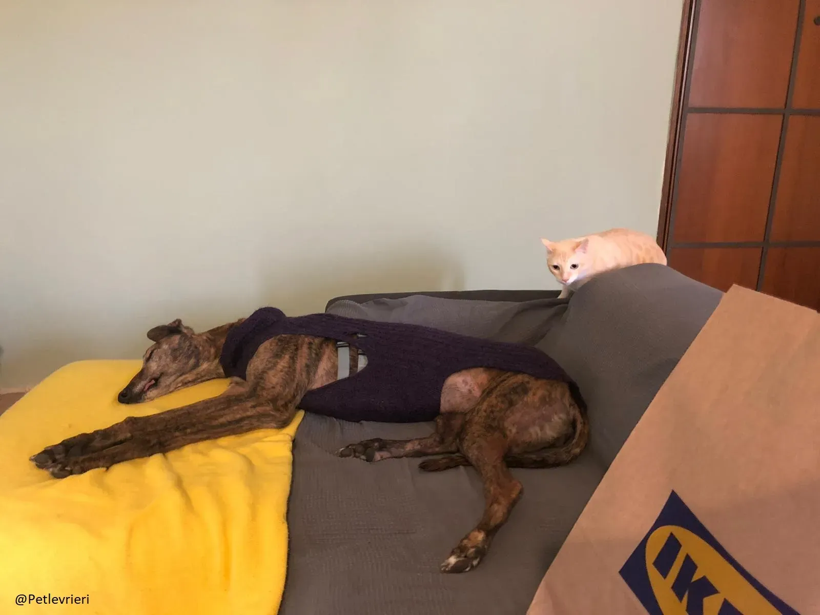 Swift Tazz Greyhound Canidrome Macau Salvo e rispettato 4