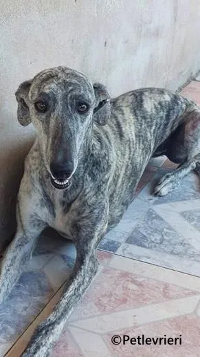 Sybil galgo adozione pet levrieri onlus 1