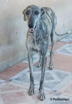 Sybil galgo adozione pet levrieri onlus 2 1