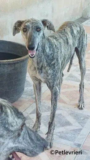 Sybil galgo adozione pet levrieri onlus 3