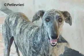 Sybil galgo adozione pet levrieri onlus 4