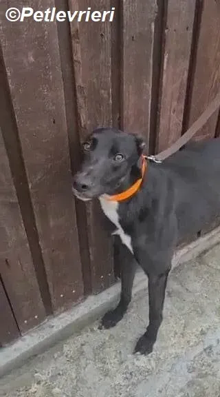 Sylvester adozione levrieri greyhound 1