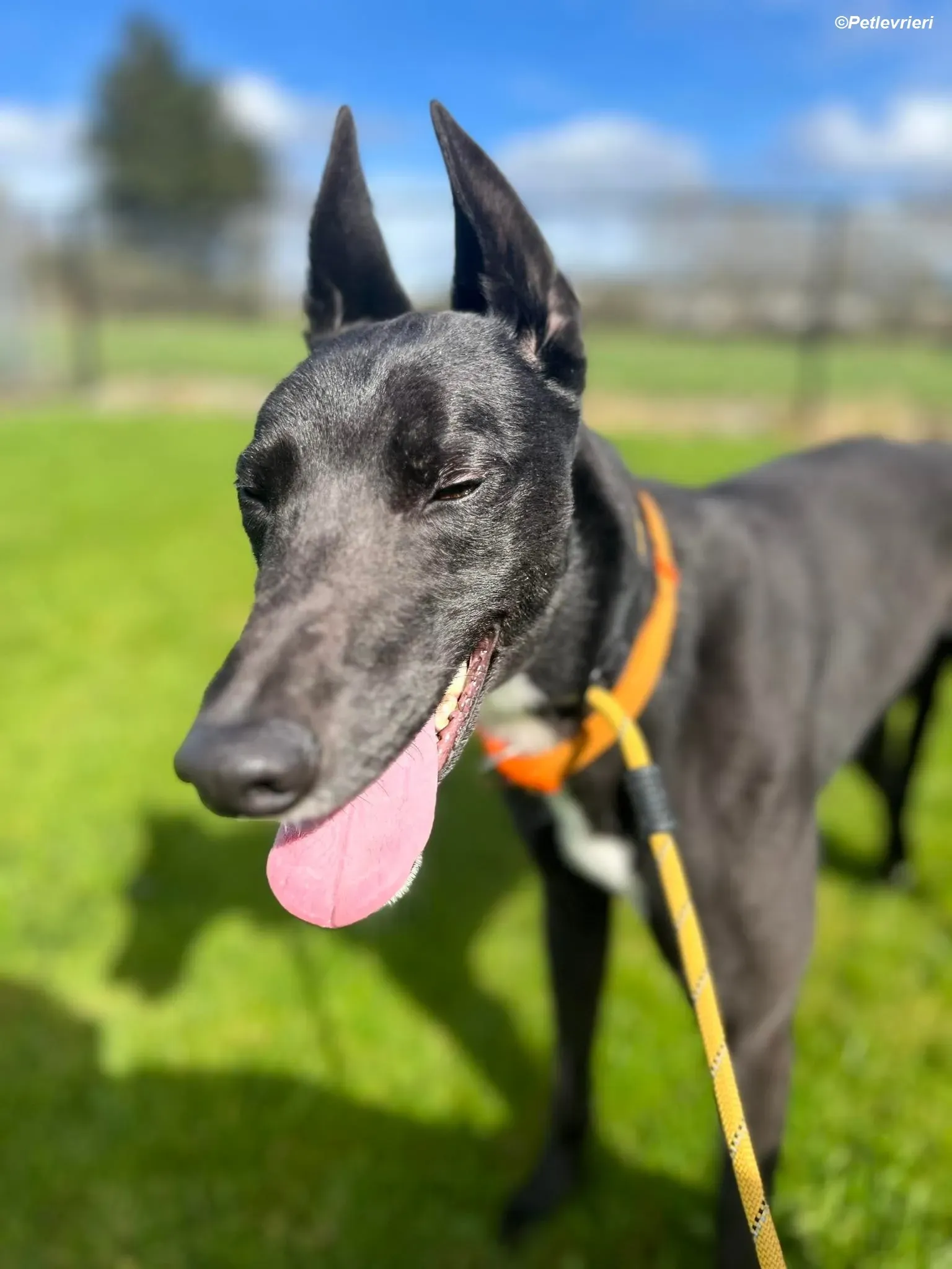 Sylvester adozione levrieri greyhound 10